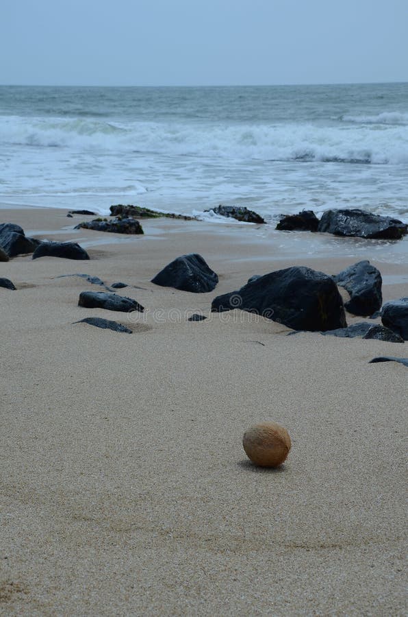 Whole Coconut on the Beach with Splashing Sea Waves in the Background Stock Image Image of