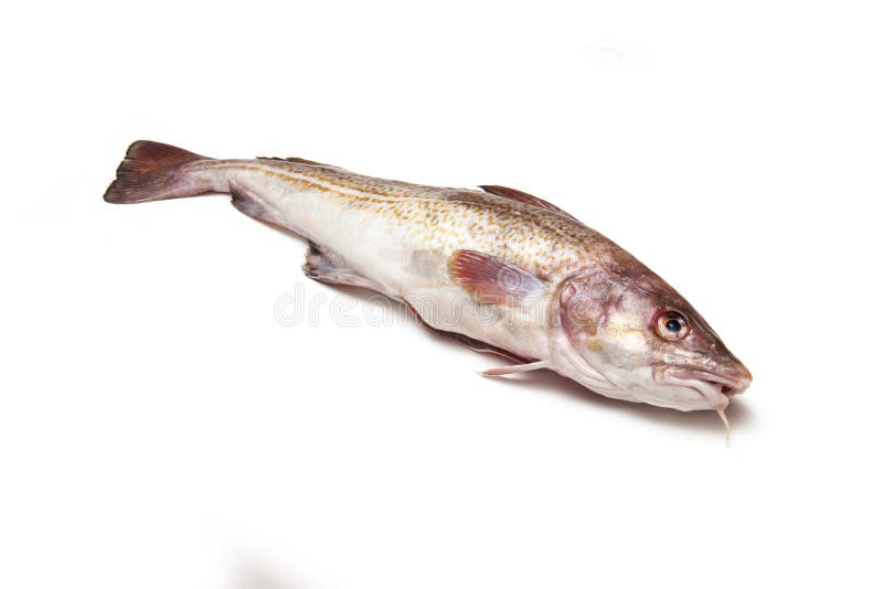 Whole cod fish stock image. Image of salt, fresh, isolated 51781617