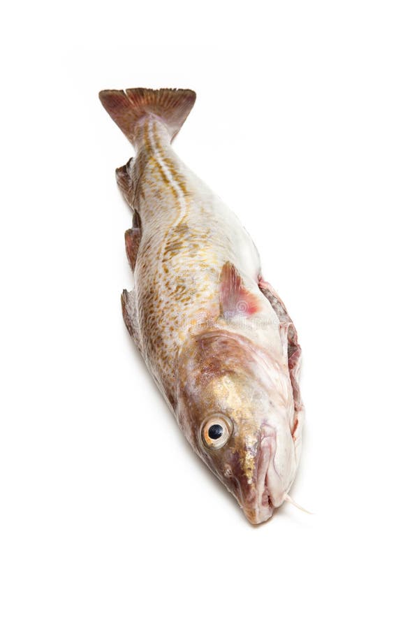 Whole cod fish stock image. Image of fish, shot, gourmet 51191551