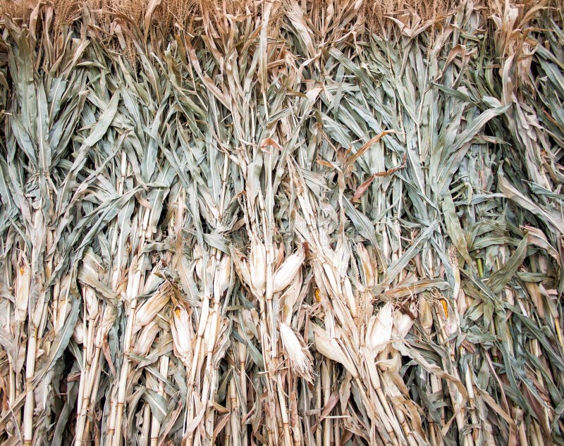 Whole Corn husks stock photo. Image of drought, natural 27660348