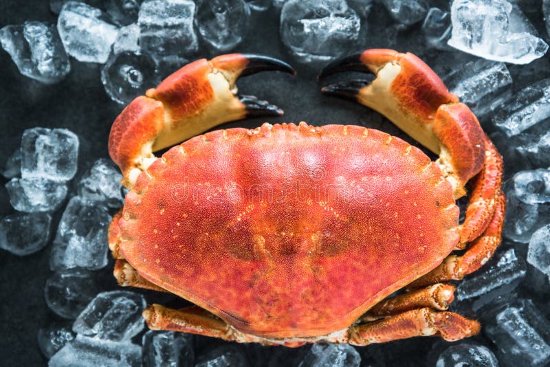 Whole Crab on Dark Slate and Ice Stock Image Image of fresh, vibrant