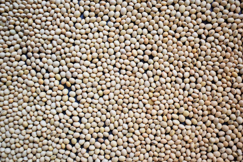 Whole dried Soy bean stock photo. Image of ingredient 223420192