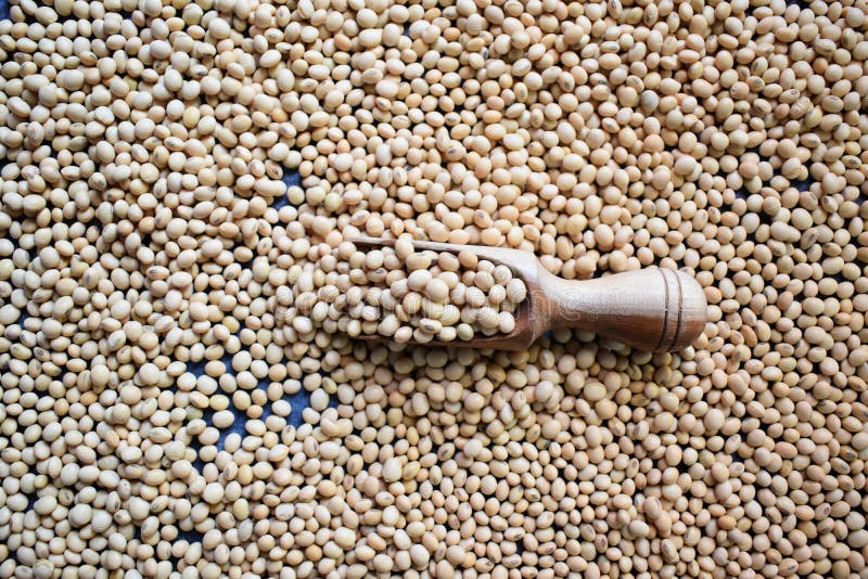 Whole dried Soy beans stock image. Image of isolated 223420169