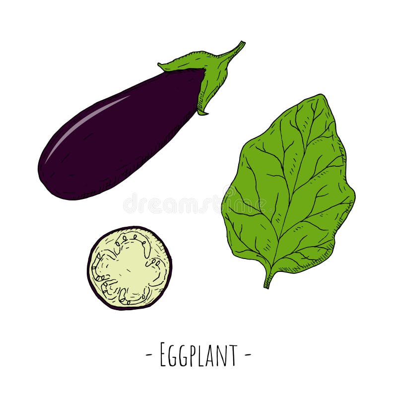 Eggplant Leaf Icon Vector Outline Illustration Stock Vector