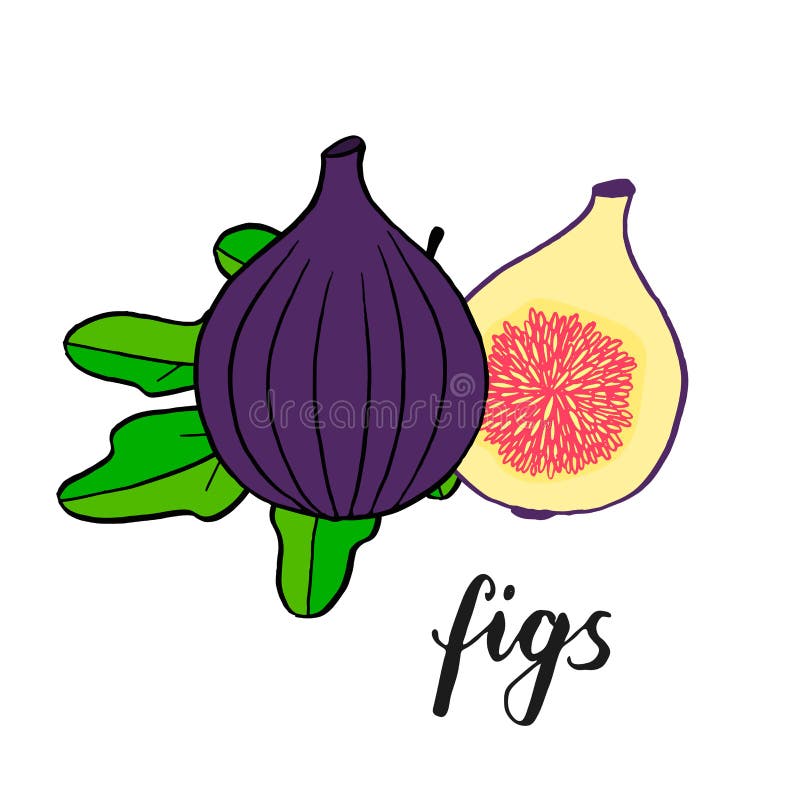 Figs Fruit Sketch Ink Vector Illustration Stock Illustrations 121