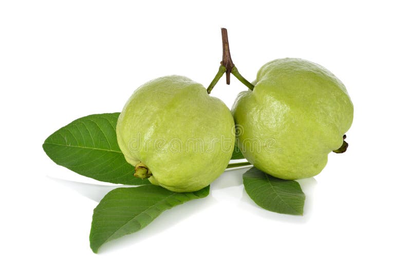 Whole Fresh Guava Stem Leaves White Stock Photos Free & RoyaltyFree