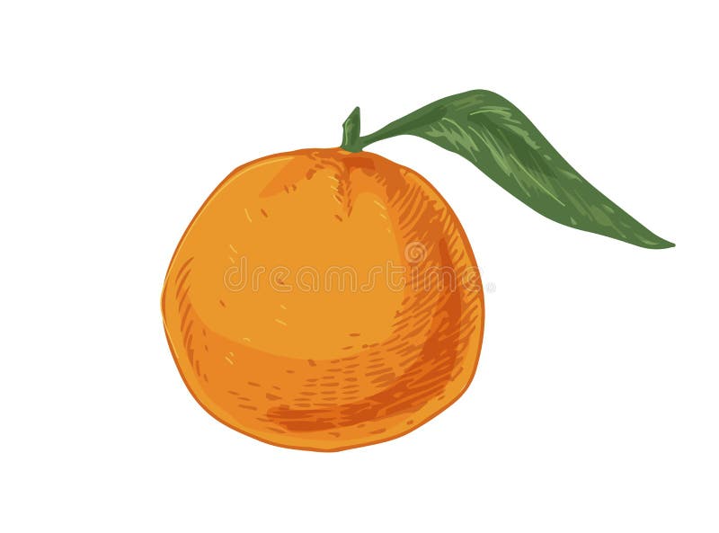 clementinen clipart