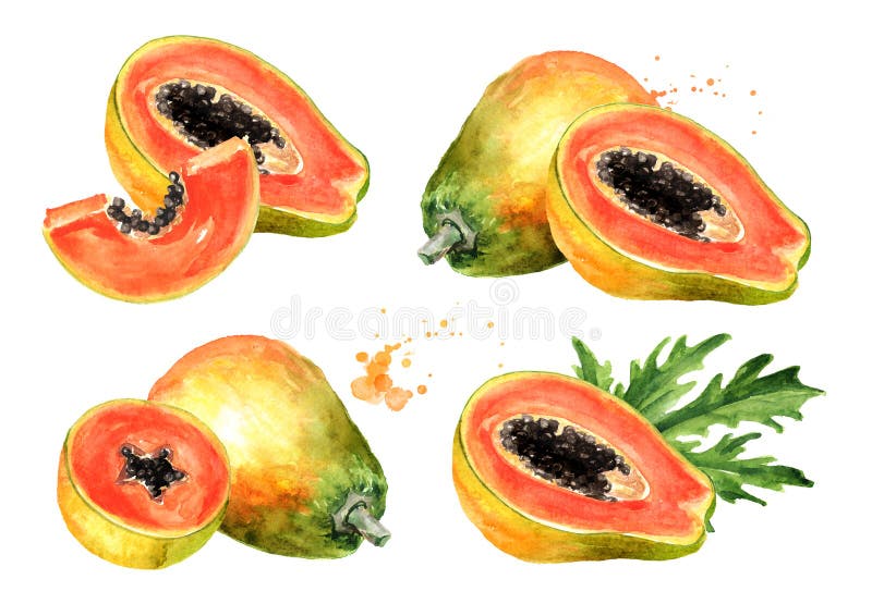 Whole and half of sweet ripe papaya fruit with green leaf set. Graphic design elements. Watercolor hand drawn illustration, royalty free illustration Whole and half of sweet ripe papaya fruit with green leaf set. Graphic design elements. Watercolor hand drawn illustration, royalty free illustration