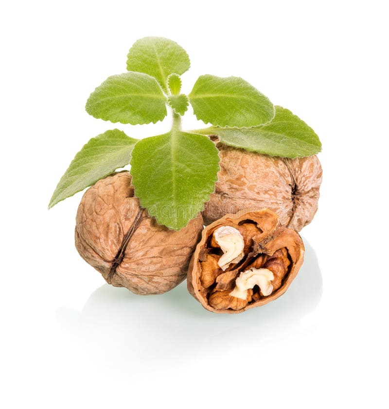 2,152 Whole Half Walnut Isolated White Stock Photos Free & Royalty