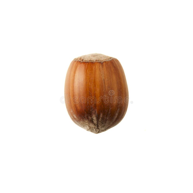 Whole Hazelnut stock photo. Image of object, hard, nuts 28471498