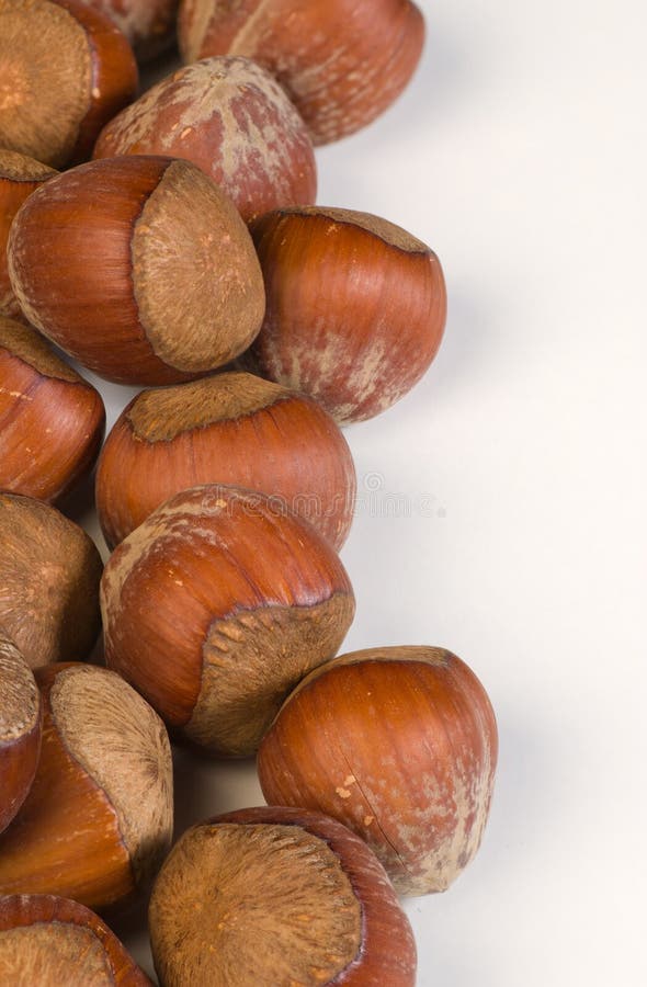 Whole hazelnuts stock image. Image of pile, shiny, material 28310765