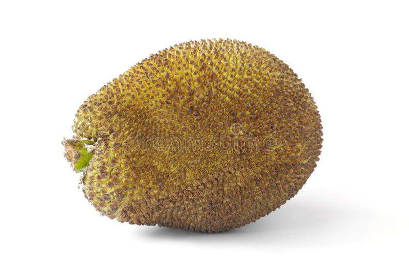 Whole Jackfruit stock image. Image of tropical, horizontal 14409473
