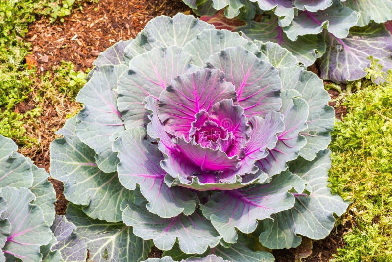 Kale and Purple Cabbage on Yellow Background Stock Photo Image of