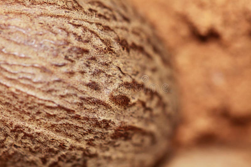 Whole nutmeg closeup stock image Whole nutmeg closeup stock image