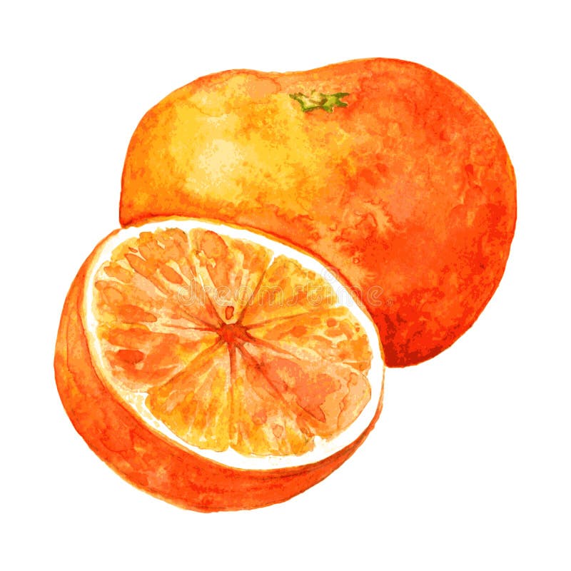 Whole orange and half vector illustration Whole orange and half vector illustration