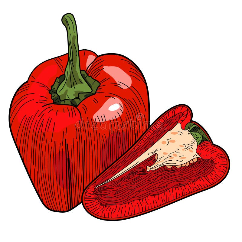 pic How To Draw A Pepper Cut In Half dreamstime com