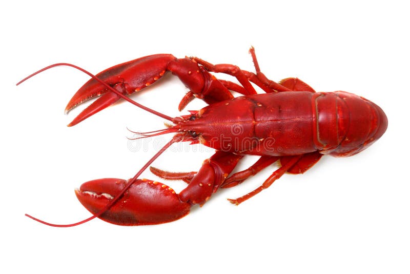 Photo of whole red lobster isolated on white background