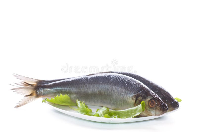 Whole Salted Herring with Lettuce Stock Photo Image of celebration, healthy 82485788