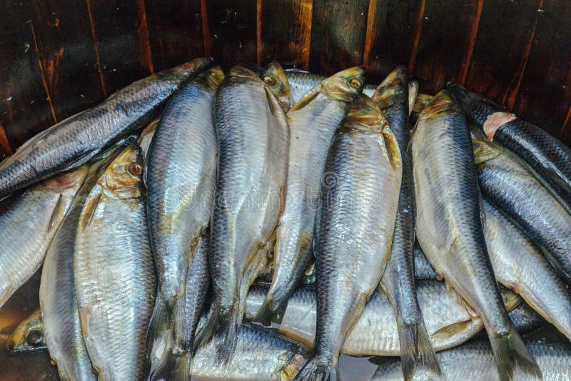 326 Salting Herring Stock Photos Free & RoyaltyFree Stock Photos