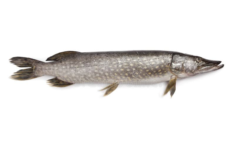 Fresh Northern pike fish on white background. Fresh Northern pike fish on white background