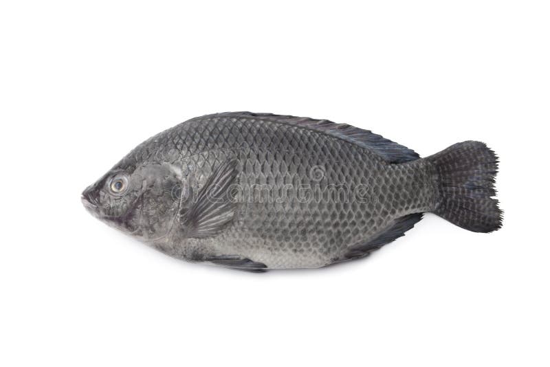 Whole single raw Tilapia fish