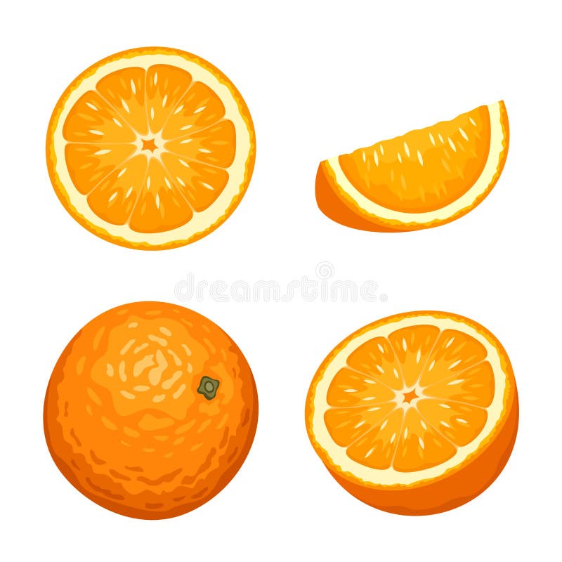 Whole and sliced orange fruits isolated on white. Vector illustration. royalty free illustration Whole and sliced orange fruits isolated on white. Vector illustration. royalty free illustration