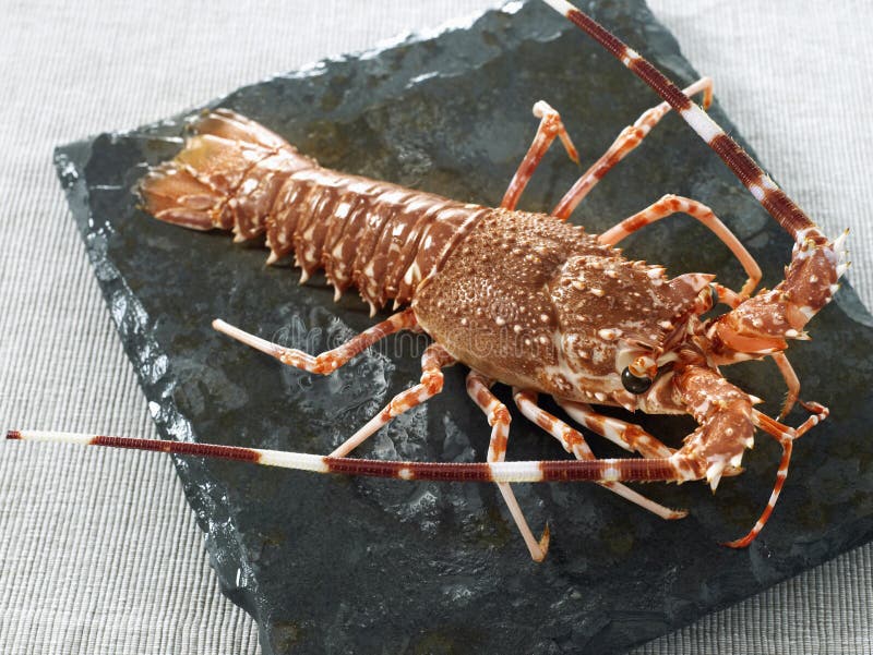 Whole spiny lobster