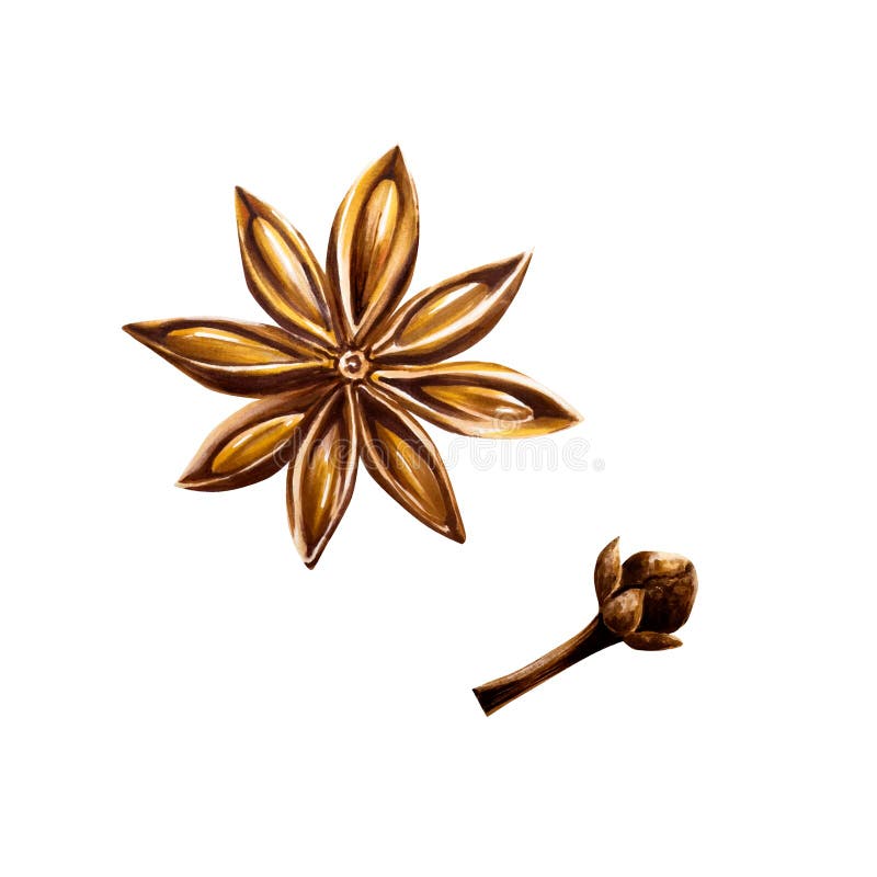Whole star anise. Dry spice clove. Watercolor hand drawn aromatic Christmas illustration isolated on transparent vector illustration