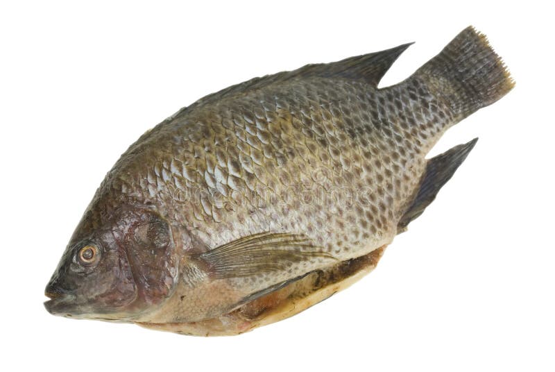 Whole Tilapia Fish stock photo. Image of food, tail, path 11454822