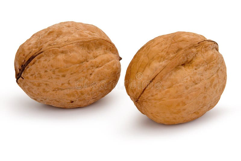 Whole Two Walnuts Isolated On White Stock Image Image of kernel