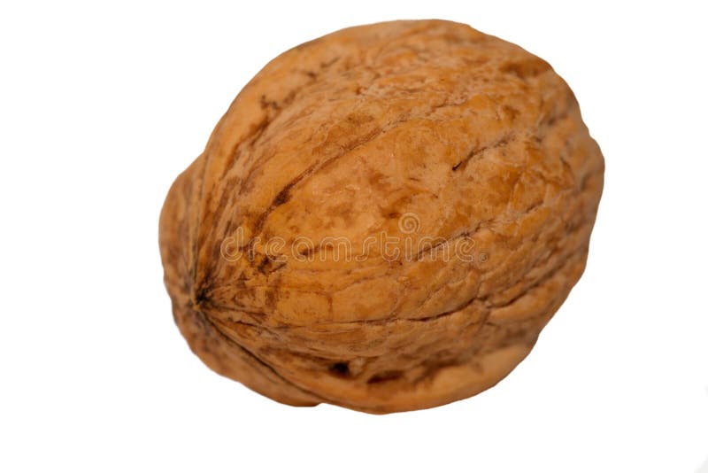 Whole walnut stock photo. Image of macro, simple, nuts 4150852