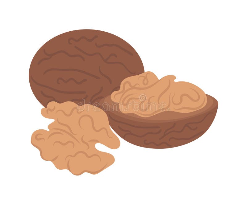 Whole Walnut, Half a Walnut, a Walnut Kernel. Vector Illustration