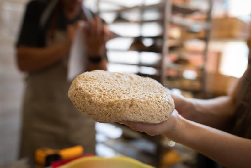 Wholemeal Bread Dough after Fermentation and Fermentation. the Process of Making Bread Stock