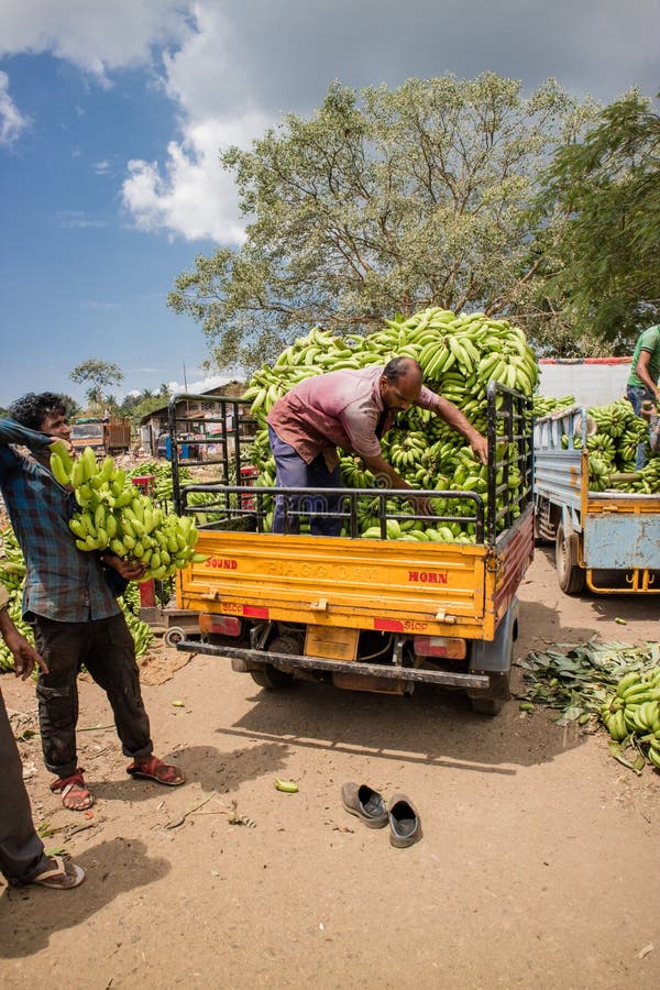 Transportation of Bananas on a Truck in the Port of Jinja Editorial