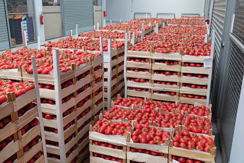 Tomato Storage stock photo. Image of fruits, boxes, food 166318094