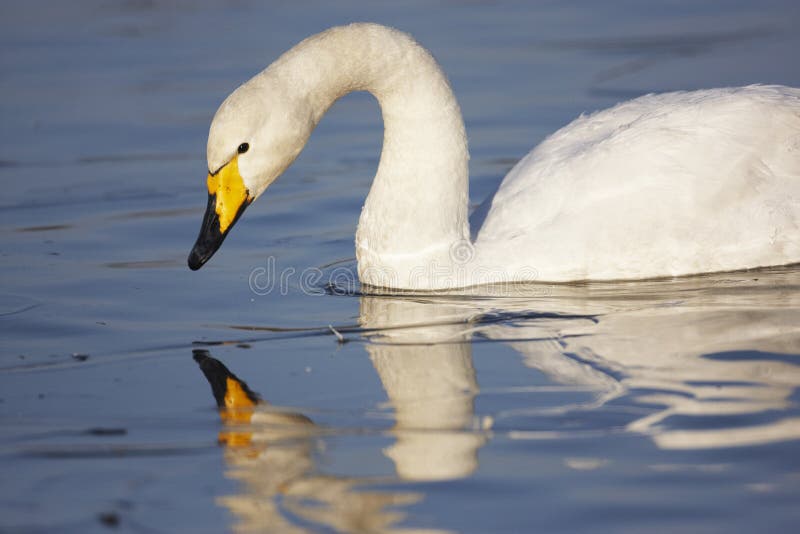 Whooper Swan stock photo