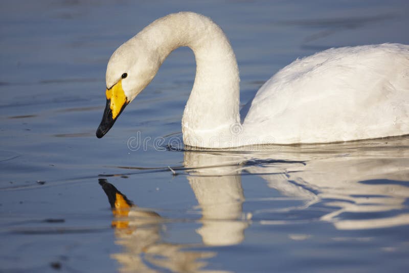 Whooper Swan