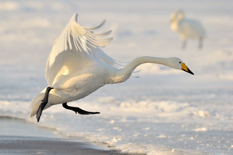 Whooper Swan