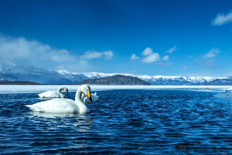 Whooper Swan or Cygnus cygnus swimming on Lake Kussharo in Winter at Akan National Park,Hokkaido,Japan, mountains covered by snow