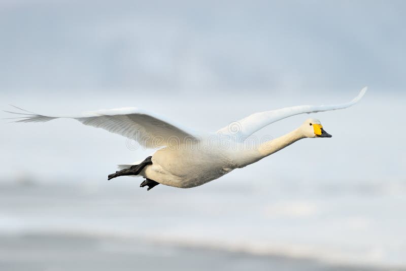 Whooper Swan