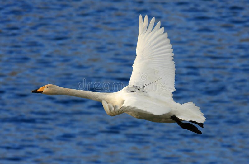 Whooper Swan with GPS tracking device