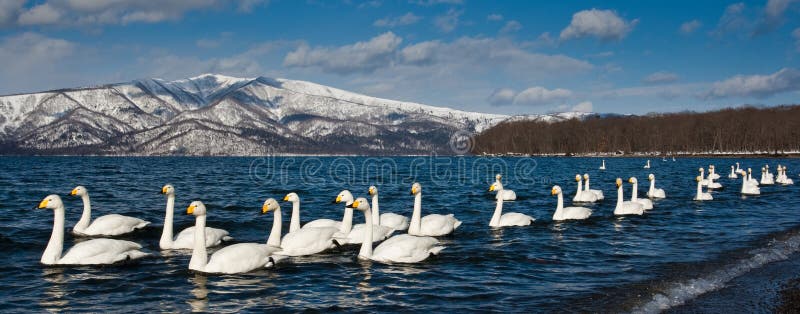 Whooper Swans