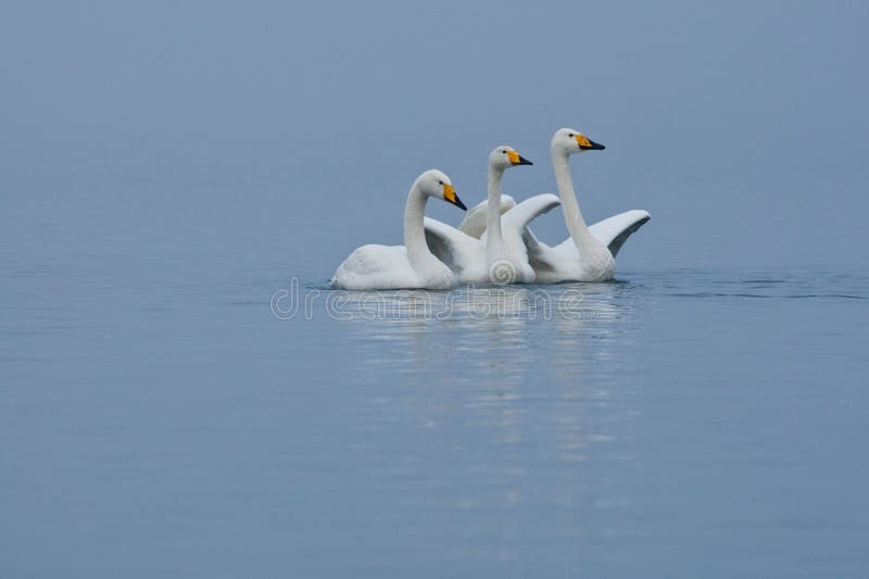 Whooper Swans