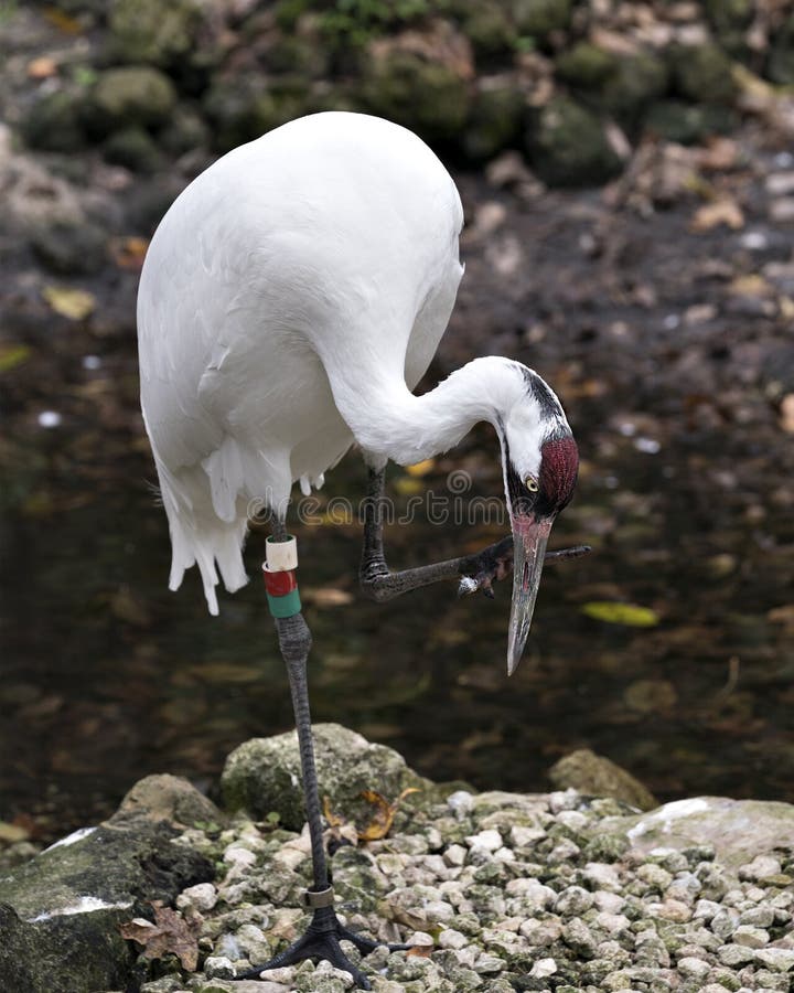 Whooping crane bird stock photos. Picture. Portrait. Image. Photo. Whooping crane bird profile-view. Endangered bird.  Endangered