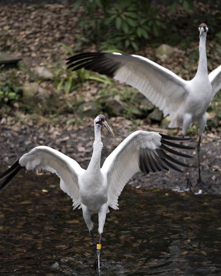 Whooping crane bird stock photos. Picture. Portrait. Image. Photo. Whooping crane bird profile-view. Endangered bird.  Endangered