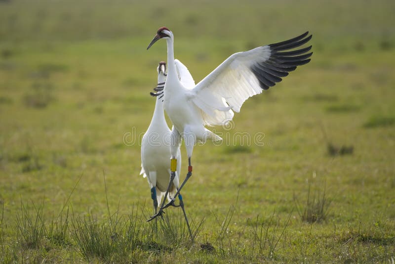 Whooping Cranes doing the mating dance