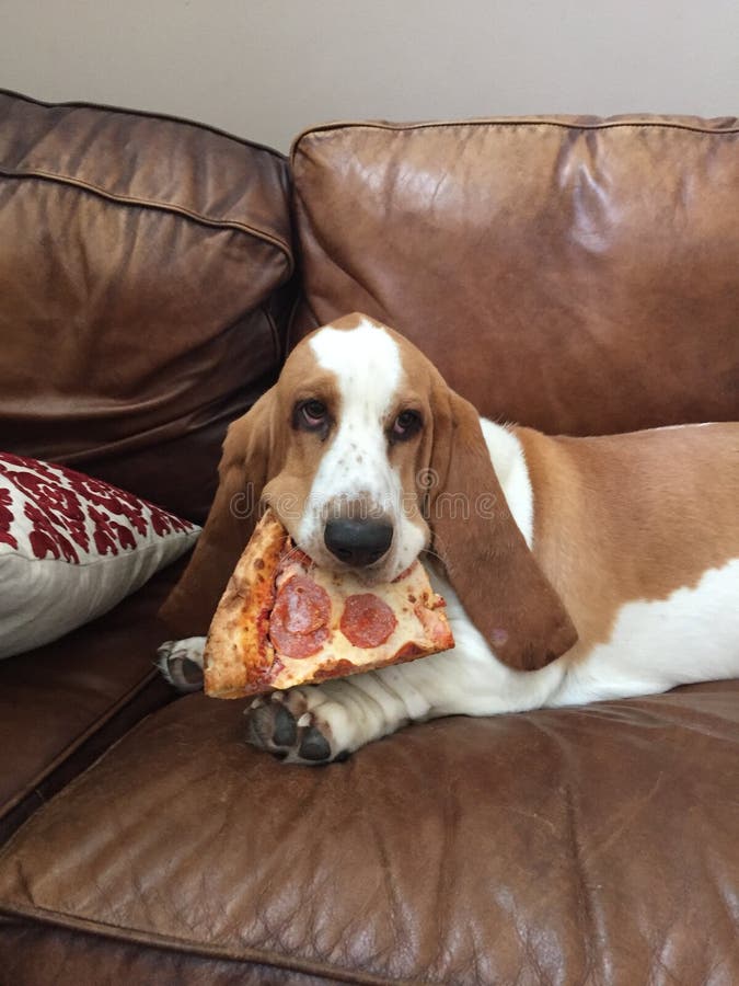 Basset Hound eating pepperoni Pizza who stole the pizza. Basset Hound eating pepperoni Pizza who stole the pizza