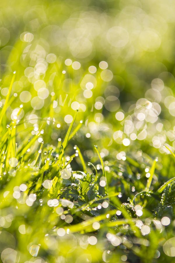 Wibrująca zielona trawa w górę, selekcyjna ostrość i piękny bokeh, zdjęcie stock Wibrująca zielona trawa w górę, selekcyjna ostrość i piękny bokeh, zdjęcie stock