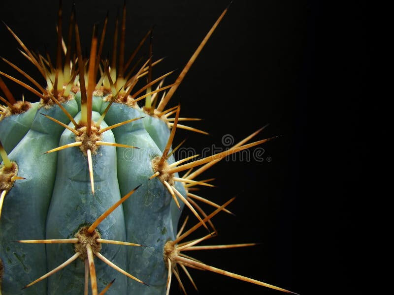 Wicked Cactus Spines