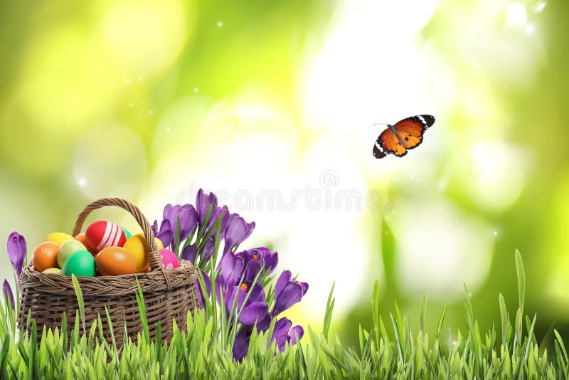 Wicker basket with Easter eggs near flowers in grass and butterfly on blurred background